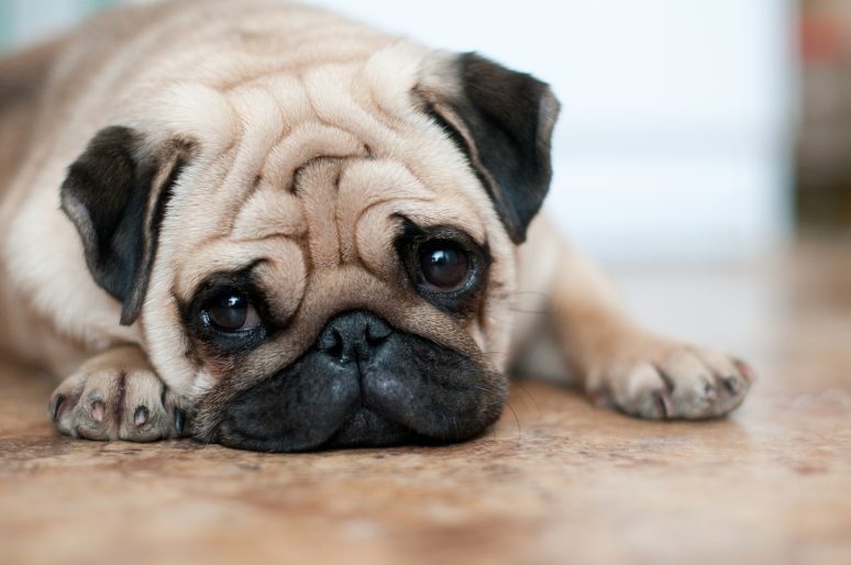 Dog laying down