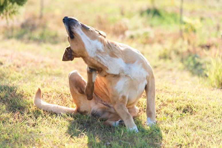 dog with dry skin