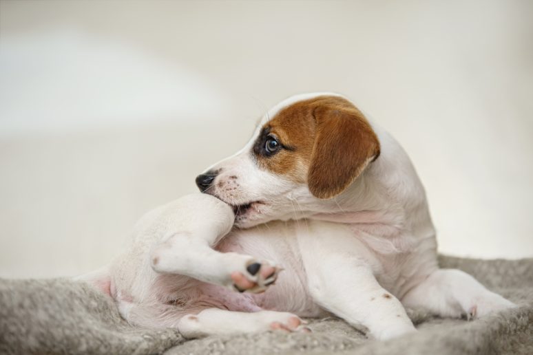 dog scratching