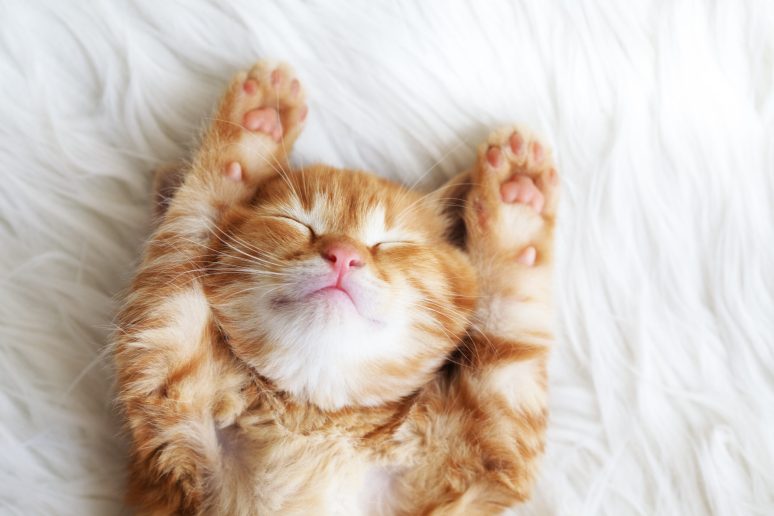 Kitten paws