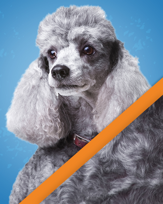 Curly coat dog