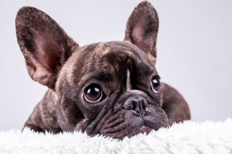 French bulldog ears