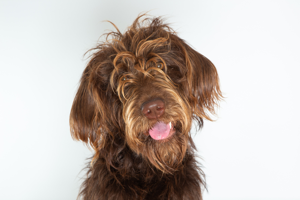 Scruffy dog - pet clipping
