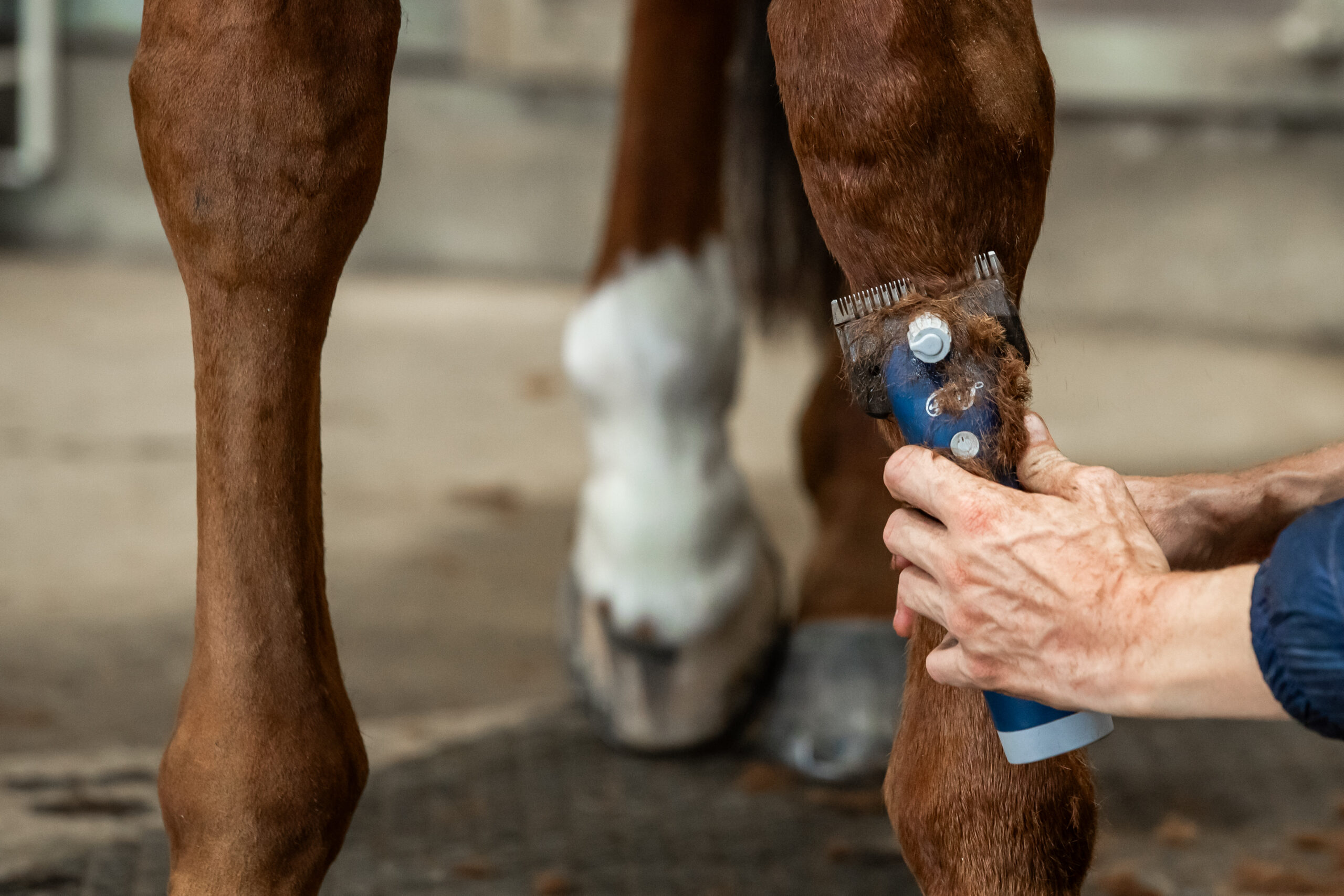 trimming hair on a horses leg