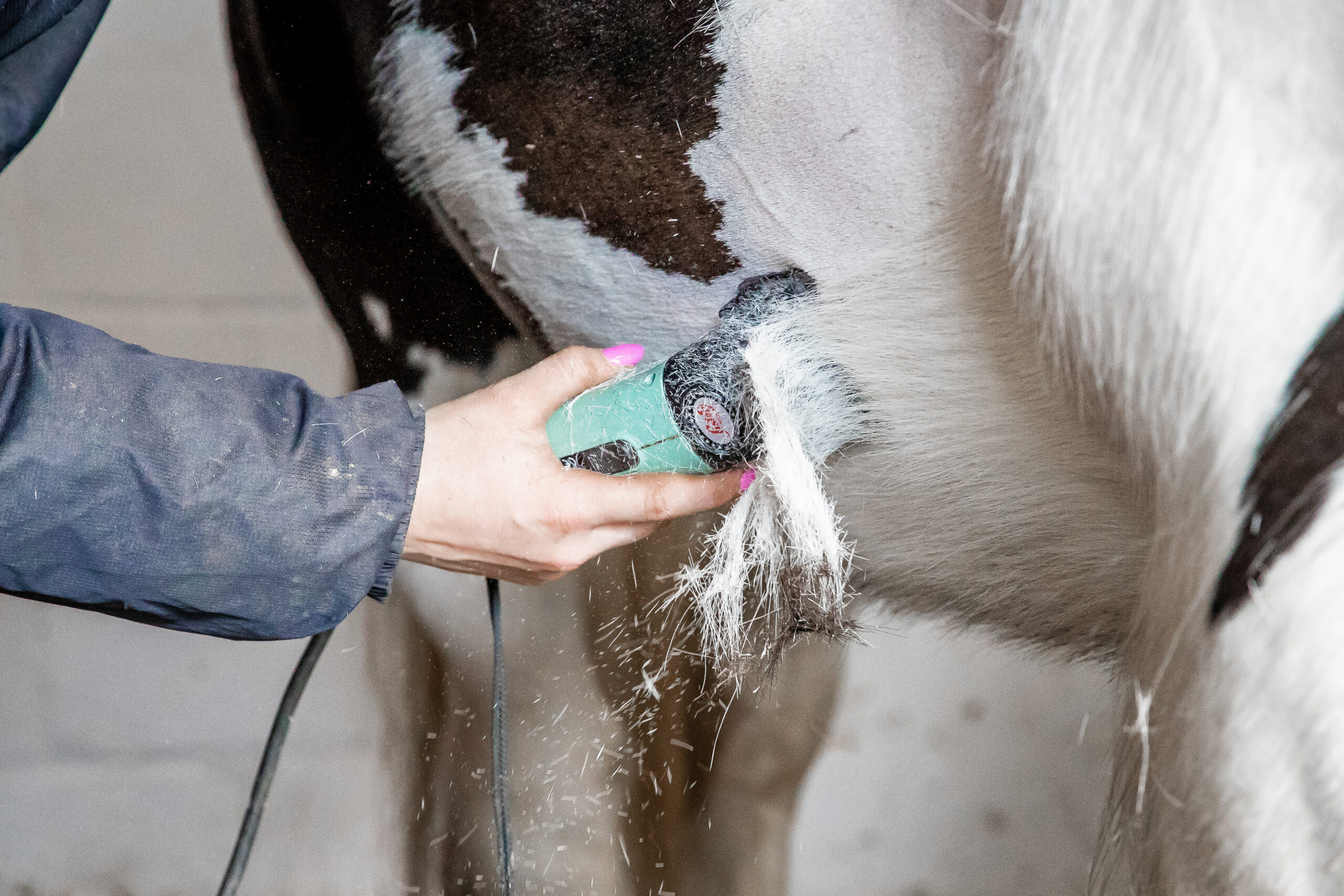 trimming horse hair